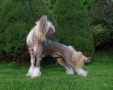 Dragon Moon C Me At Sua Sponte Chinese Crested