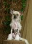 Karnelius Magic Princess Bonus Westtai Chinese Crested