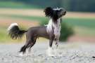 Ayk Austrian Stonefield Chinese Crested