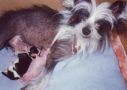Dickerson's Domino Chinese Crested