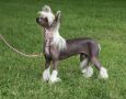 Bryelis Celestial Angel von Queshian Chinese Crested