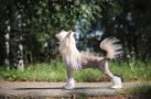 Irgen Gold Stanley Kubrick Chinese Crested