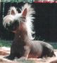 Teufelchen Lovely-Schezabel Chinese Crested
