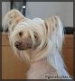 Keymountains Dancing-Queen Chinese Crested
