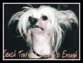 Tournais Enough Is Enough Chinese Crested