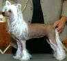 XRoads I Call You Friend Chinese Crested