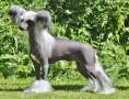 Chill Giant's Chinese Princess Chinese Crested