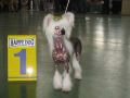 Fantastik Kashmir Zefir New Flame Chinese Crested