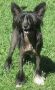 Black to the Future Rainbo Chinese Crested