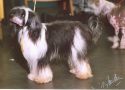 P'Siouan-Te De Sanwill Chinese Crested