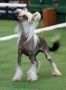 Sasquehanna (FCI) Reklama Chinese Crested