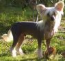 Sun-Hee's Swedish Surprise for Habiba Chinese Crested