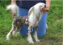 Brossi Zom Viki White Blue Marbl Chinese Crested
