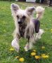 Ilory Lasting Impression Chinese Crested