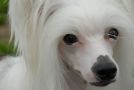 Zucci Exotic Spice Chinese Crested