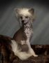 Silver Bluff Bentley D2BBare Chinese Crested
