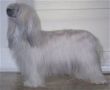 Dragon Moon Lady Of The Storm Chinese Crested