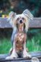 Choco-bit Fauna Chinese Crested