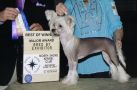 Tri-Cas Talk About an Image! Chinese Crested
