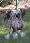 Multi JCH. Speechless Talk To My Agent Chinese Crested