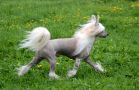 Lemiz Double Trouble Chinese Crested