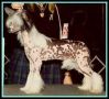 Silver Bluff Road To Glory SOM Chinese Crested