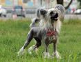Patricia Kaas Chinese Crested