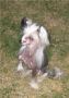 Suanho's Pocahontas Chinese Crested