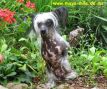 Blanket Marble Pazzda Chinese Crested