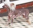 Mohawk Atomic Angel Chinese Crested