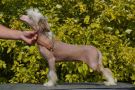 Landkris Image Chinese Crested