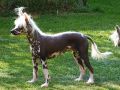 Abigayle Garden Roses Chinese Crested