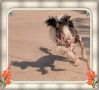Woodlyn's Polka Passion Chinese Crested