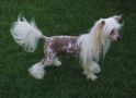My Andy Son von Shinbashi Chinese Crested