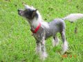 Mstical Pnut Butter N'Jilly Chinese Crested