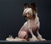 Fantastik Kashmir Romella Shou Chinese Crested
