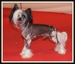 ilhander du pav de varennes Chinese Crested