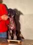 Gingery's Nightshade V Sol-Orr DOM Chinese Crested