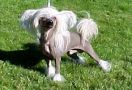 Beddi's Jackpot Chinese Crested