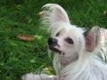 Vellar Pljus Dans Super Chinese Crested