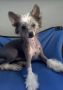 Kaylens Piece of my Heart Chinese Crested