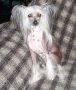 Silver Bluff Limited Edition Chinese Crested