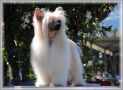 Mult. Ch. Gellert Grindelwald du Domaine du Prsident Chinese Crested