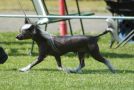 Tardoan Titus Andronicus Chinese Crested