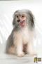 Gvendel Chinese Crested