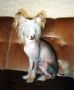 Moonstring's Wild Apache To Suanho Chinese Crested