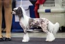 Utopiangold In Your Dreams Vanitonia Chinese Crested
