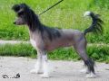 Apriori Vip Ora De Montale Chinese Crested