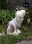 Helena from Angels Fundation Chinese Crested