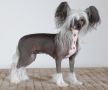 Phrostmade's Almost Indecent Chinese Crested